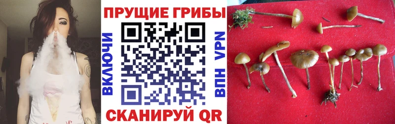 darknet клад  Весьегонск  Галлюциногенные грибы GOLDEN TEACHER  omg  